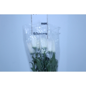 ANASTASIA WHITE 080 CM BRANCO