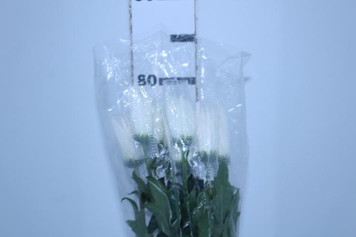 ANASTASIA WHITE 080 CM BRANCO