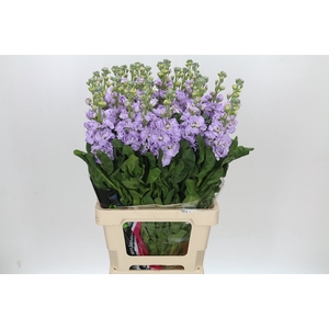 Matthiola Iron Marine