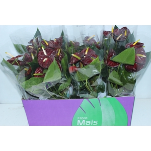 ANTHURIUM ARAMON P15 MARROM/CAFE