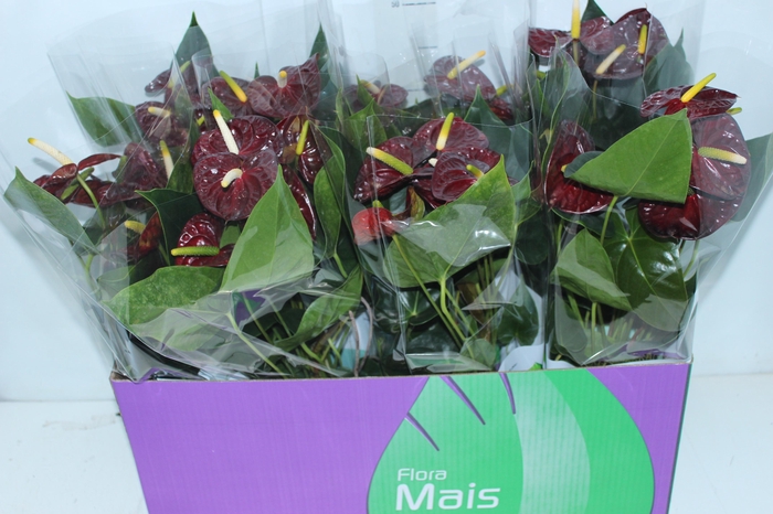 <h4>ANTHURIUM ARAMON P15 MARROM/CAFE</h4>