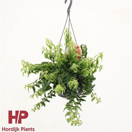 <h4>Aeschynanthus Twister Hang</h4>