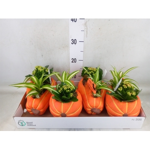 Arr.    Planten  L%