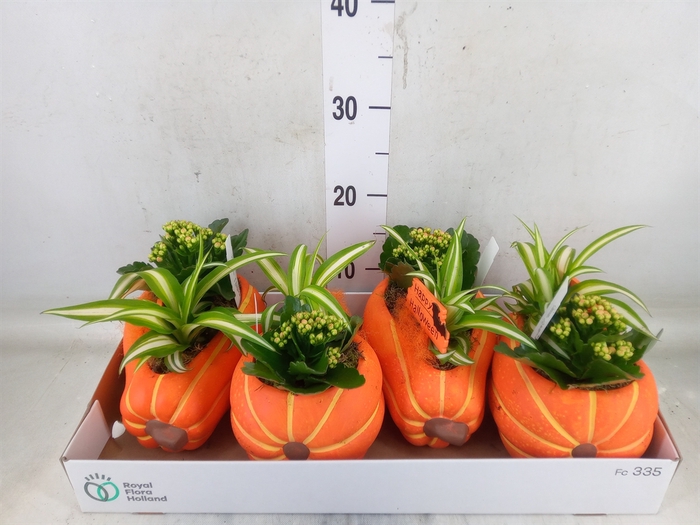 <h4>Arr.    Planten  L%</h4>
