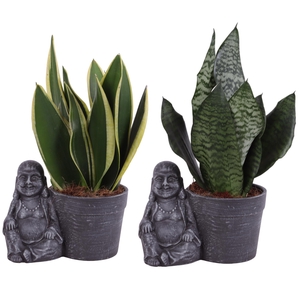 Sansevieria mix Ø12cm in Ceramic Sitting Buddha Ø21cm