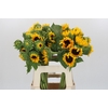 Helianthus Orange Fire
