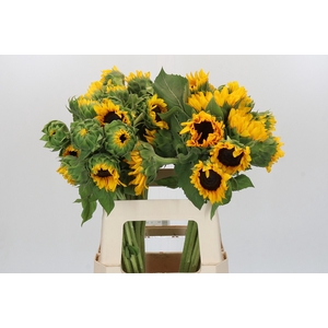 Helianthus Orange Fire