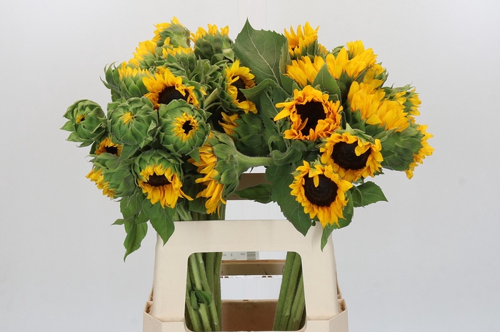 <h4>Helianthus Orange Fire</h4>
