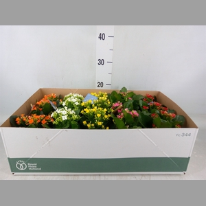 Kalanchoe blos.   ..EN mix
