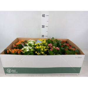Kalanchoe blos.   ..EN mix