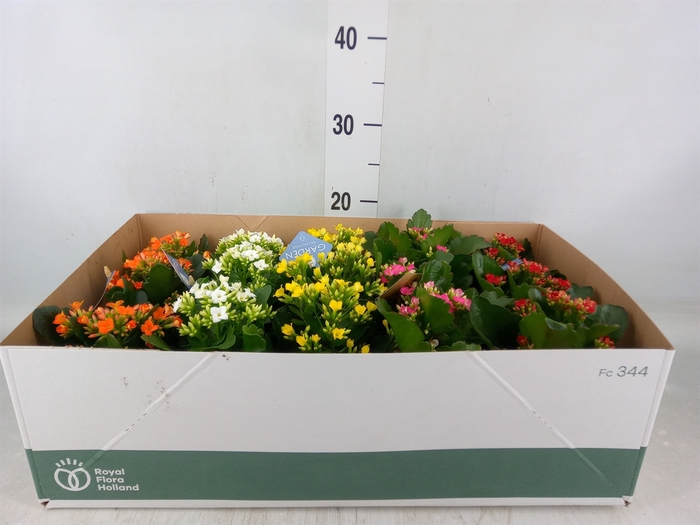 <h4>Kalanchoe blos.   ..EN mix</h4>