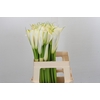Zantedeschia Eydolls White