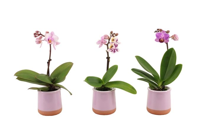 <h4>Valencia Lila Tiny Dolls Mix 1T7+ aqu@</h4>