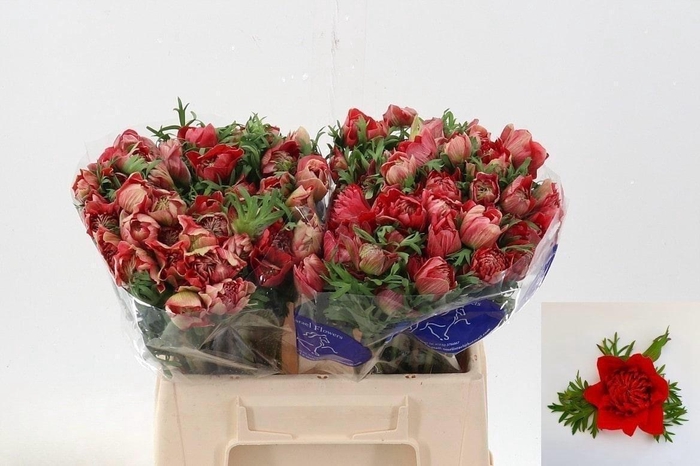 Anem Full Star Glory Red