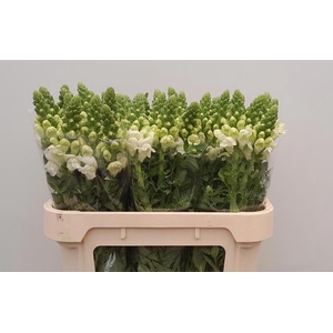 ANTIR AVIGNON WH IMP