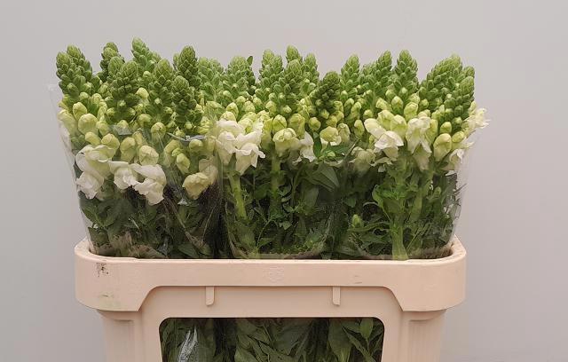 <h4>ANTIR AVIGNON WH IMP</h4>