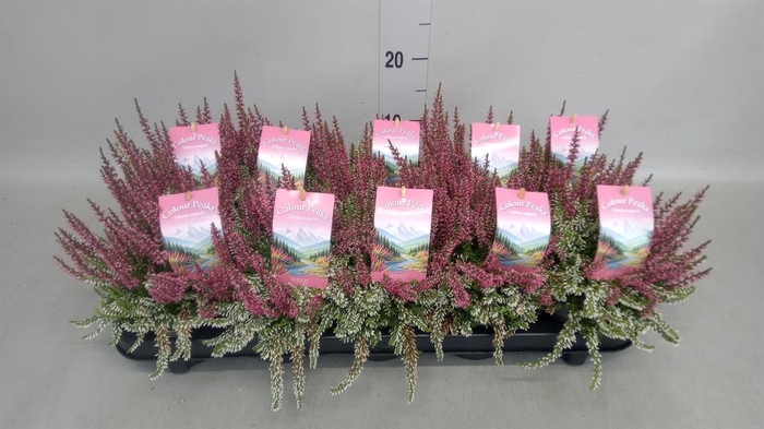 <h4>Calluna vulg. ...</h4>
