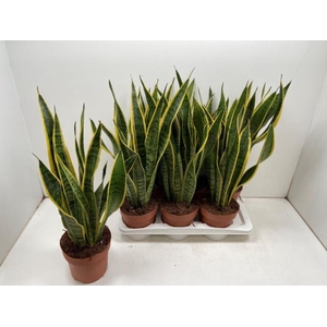 Sansevieria tri. Laurentii 17Ø 60cm