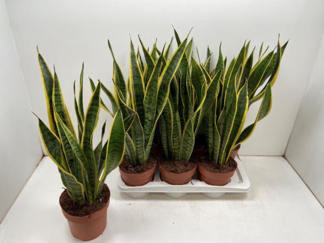 Sansevieria tri. Laurentii 17Ø 60cm