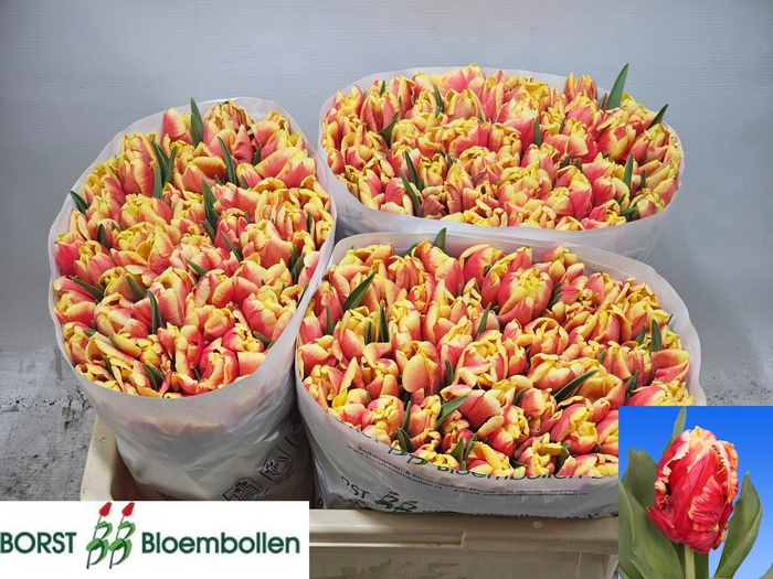 <h4>TU PA DEE JAY PARROT</h4>