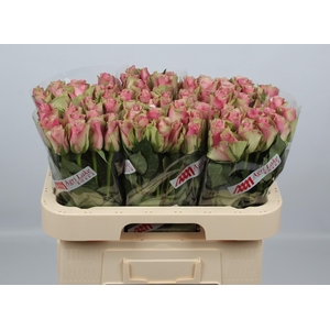R GR BELLE ROSE