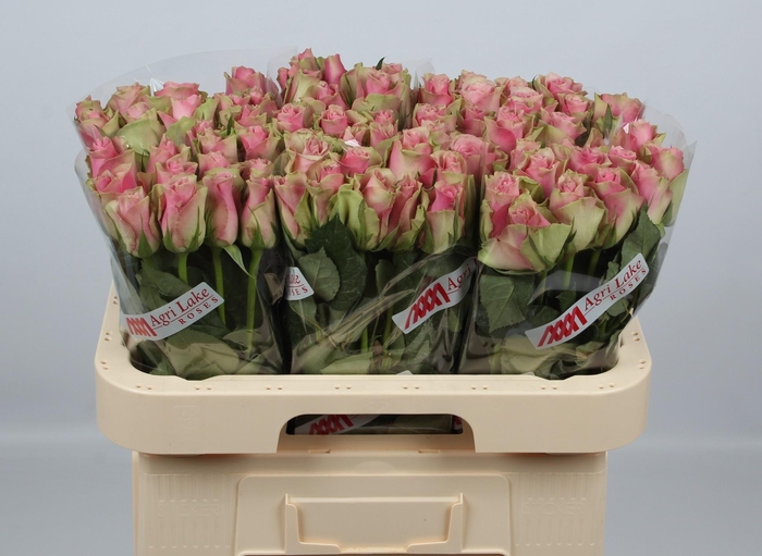 <h4>R GR BELLE ROSE</h4>