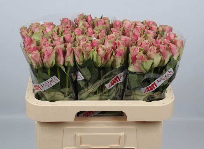 <h4>R GR BELLE ROSE</h4>