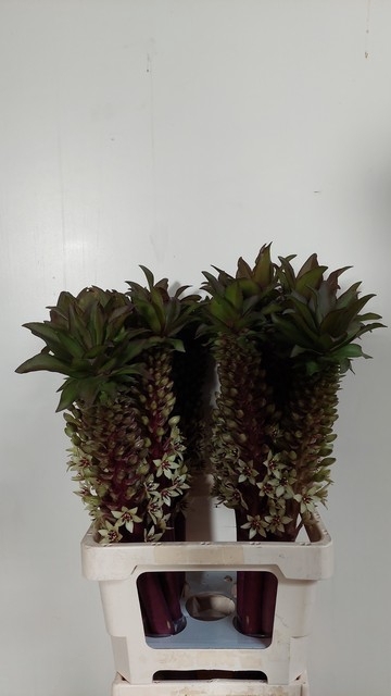 <h4>EUCOMIS OV</h4>