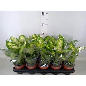 Dieffenbachia  'Compacta'
