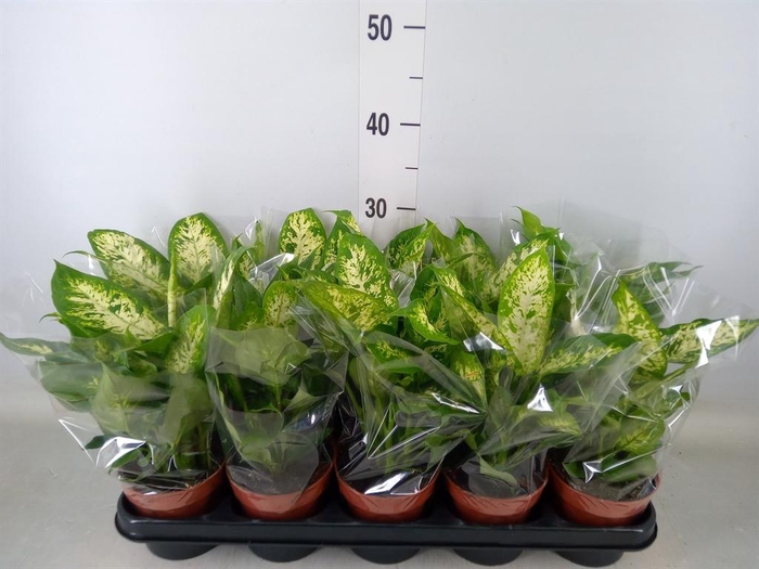 <h4>Dieffenbachia  'Compacta'</h4>