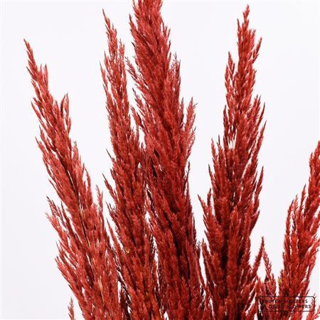 Dried Pampas Gras Brown (8 Stems) Bunch