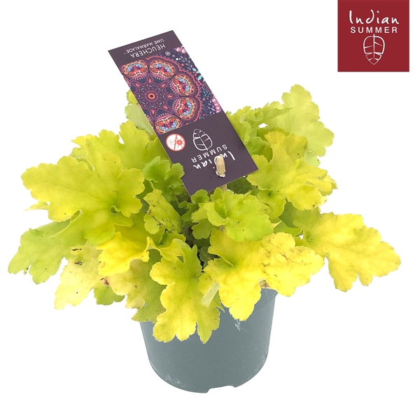 <h4>Heuchera 'Indian Summer' Lime</h4>