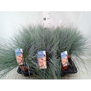 Festuca glauca 'Intens Blue'