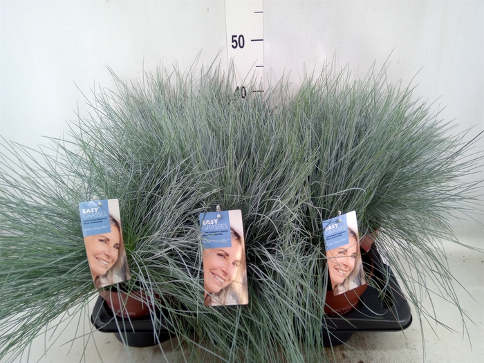 Festuca glauca 'Intens Blue'