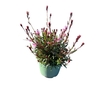 Gaura Gaudi Light Pink