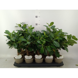 Ficus microcarpa 'Maya'