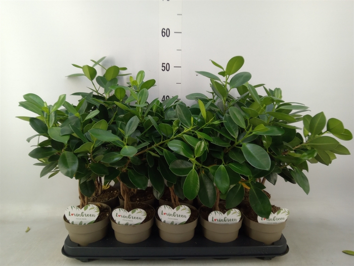 <h4>Ficus microcarpa 'Maya'</h4>