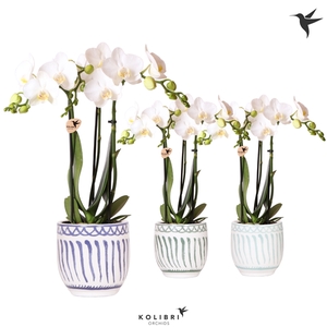 Kolibri Orchids Phalaenopsis white 3 spike in Granada pot blue