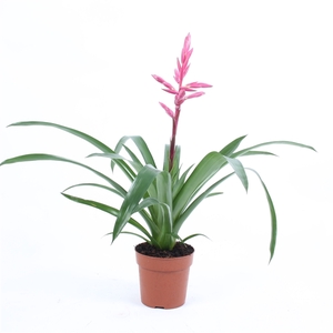 Guzmania Claire