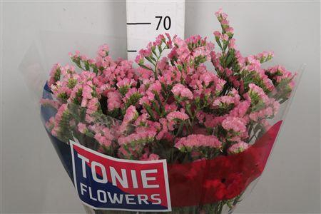 <h4>Lim S Emma Peach+</h4>