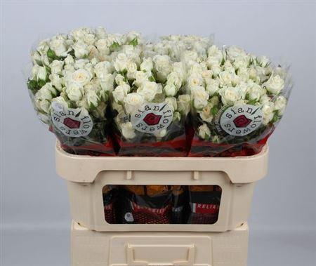 <h4>R Tr Snowy Blossoms</h4>