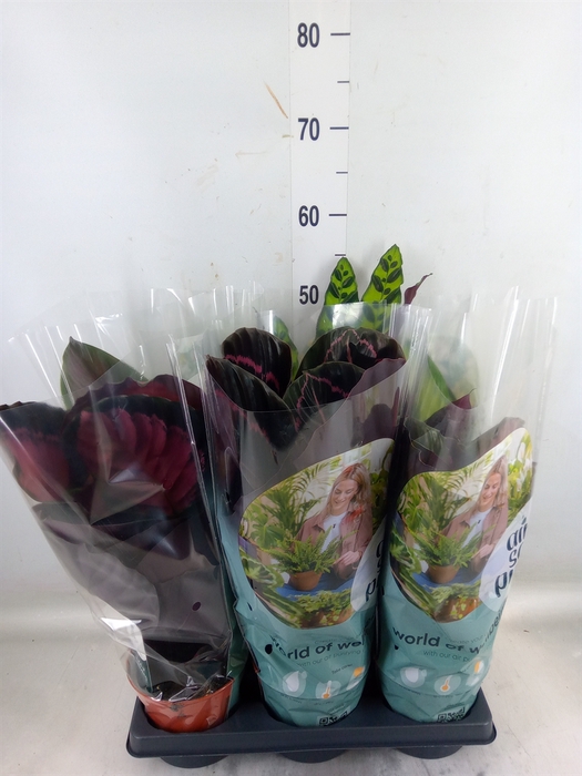 <h4>Calathea   ...mix</h4>