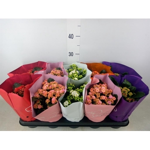 Kalanchoe blos.   ..rosebud rs fl 5