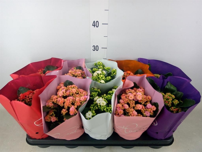 <h4>Kalanchoe blos.   ..rosebud rs fl 5</h4>