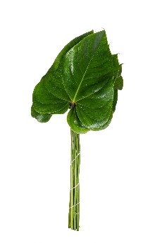 <h4>ANTHURIUMBLAD MID/GR</h4>