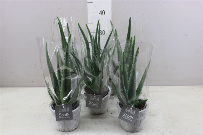 Aloe Vera Stone Keramiek