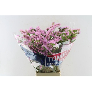 Lim S Fantasia Wings