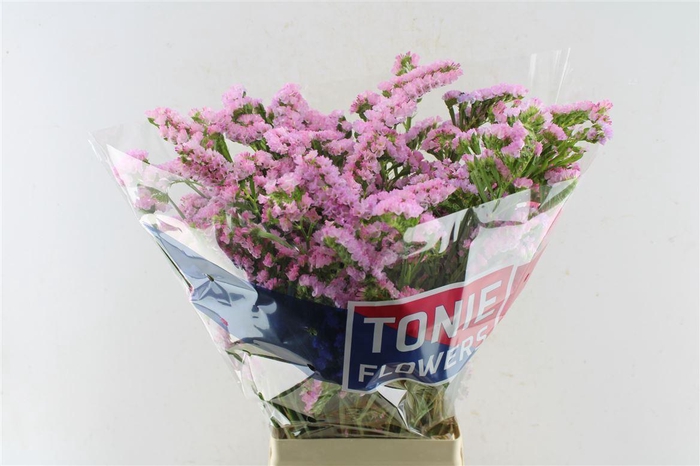 <h4>Lim S Fantasia Wings</h4>