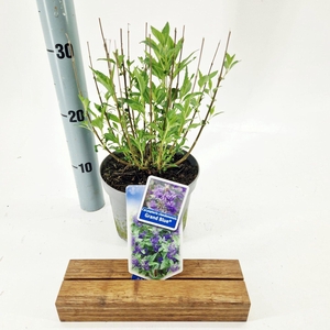 Caryopteris x clandonensis