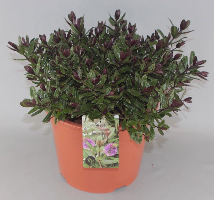 <h4>Hebe Franciscana Blue Gem C10</h4>